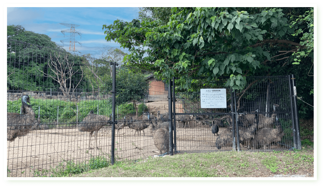 エミュー飼育場