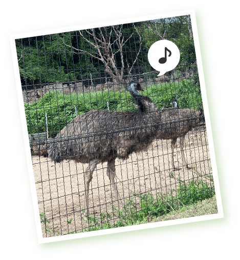 エミュー飼育場