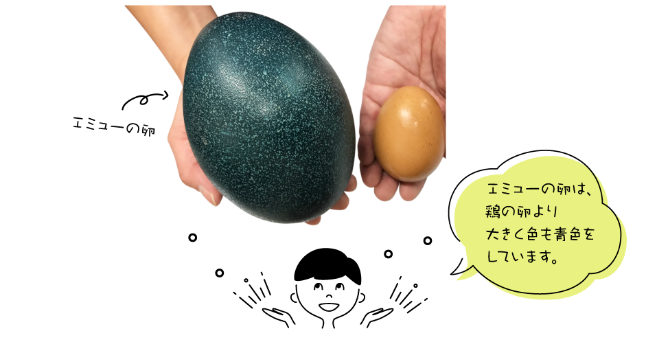 エミューの卵は、鶏の卵より大きく色も青色をしています。